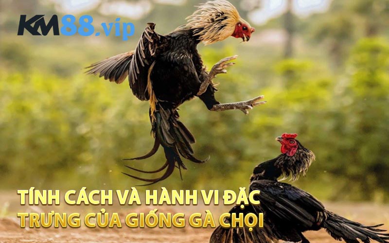 Tính cách và hành vi đặc trưng của giống gà chọi